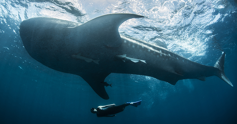 Private Whale Shark Tours in Cancun
